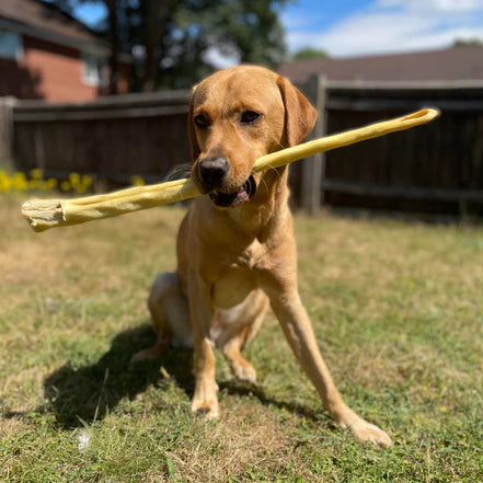 Whole beef tail dog treat from K9 Prime Cuts – 100% natural beef tail, single-ingredient, long-lasting chew rich in cartilage and connective tissue. Ideal for strong chewers, grain-free and additive-free.