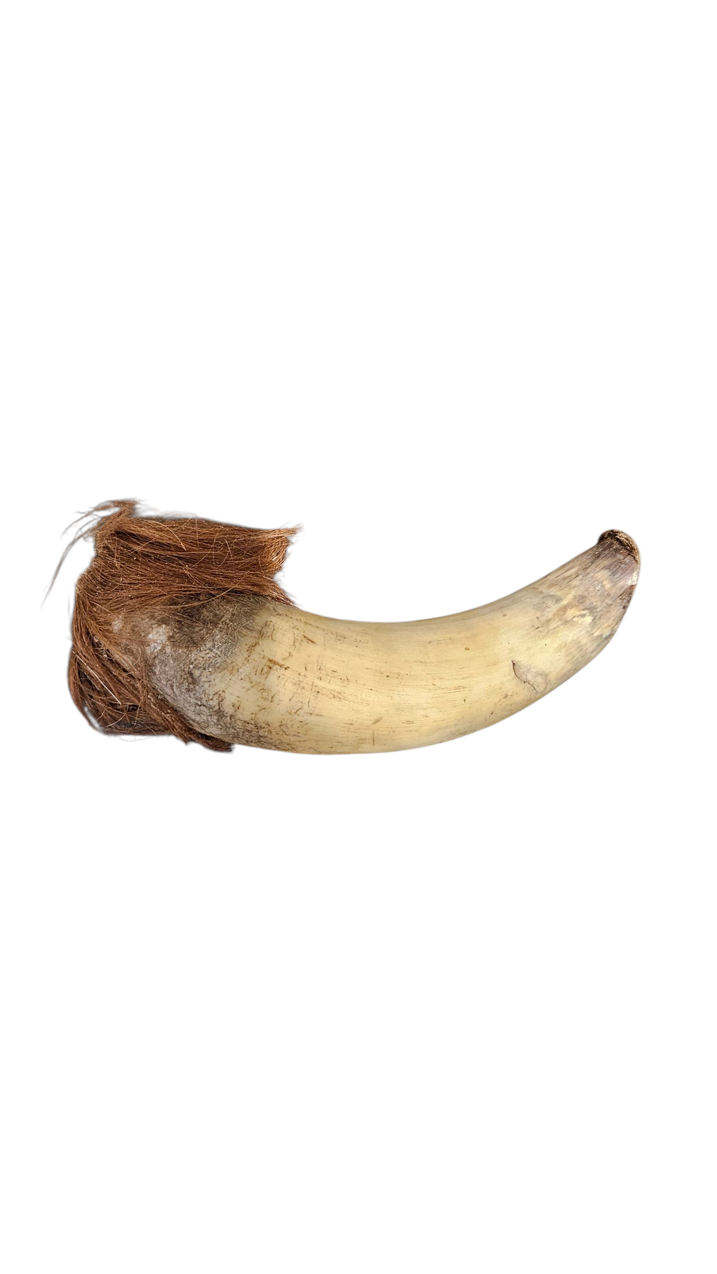 Beef bull horn natural dog chew from K9 Prime Cuts – 100% single-ingredient, very long-lasting, supports dental health and mental stimulation.