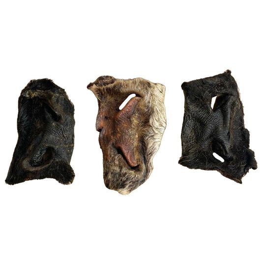 Hairy beef nose natural dog chew from K9 Prime Cuts – 100 % beef with fur intact, single-ingredient, high-protein long-lasting treat that helps clean teeth and supports jaw strength.