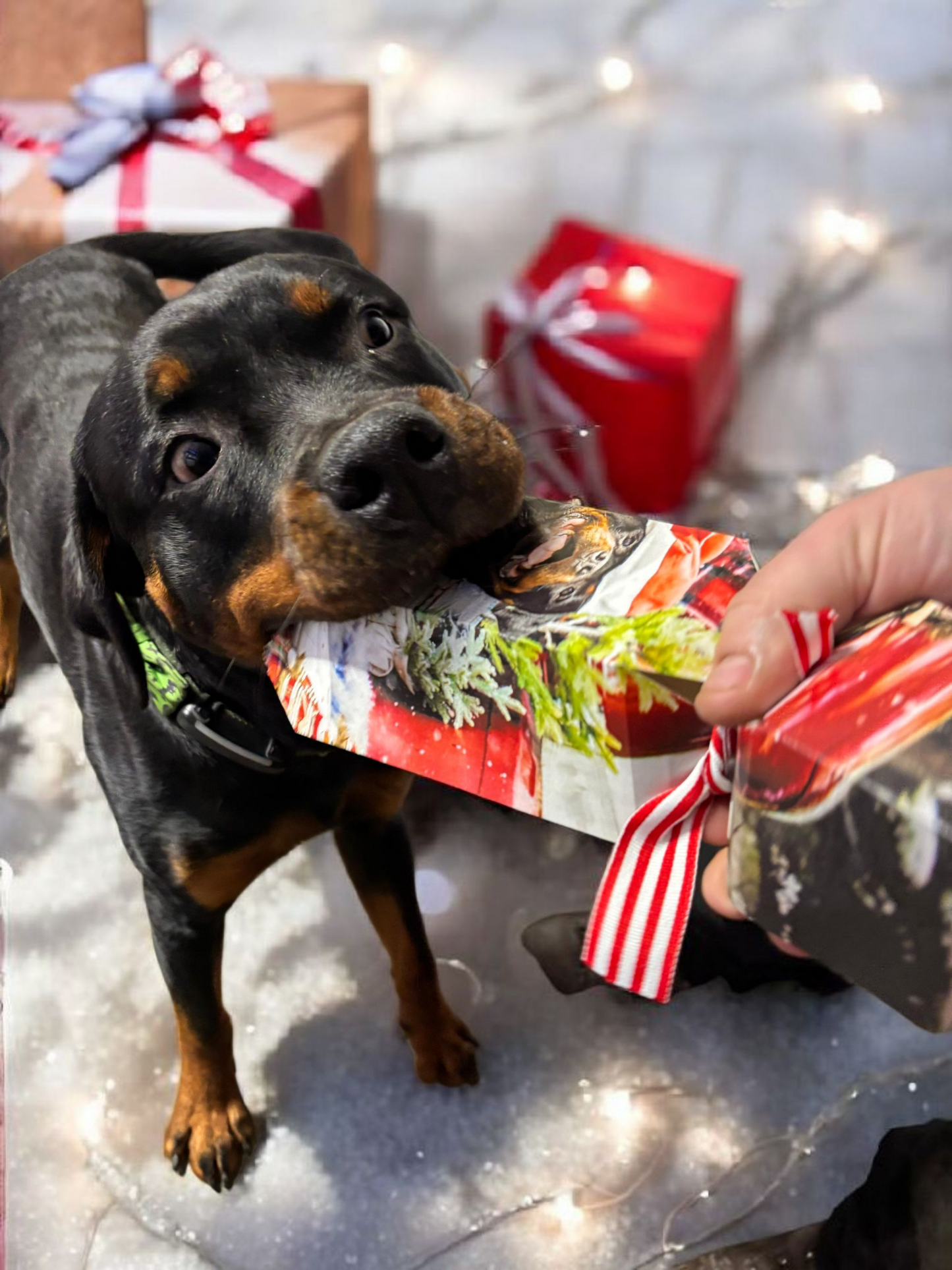 Rottweiler with K9 Prime Cuts Christmas Cracker for dogs