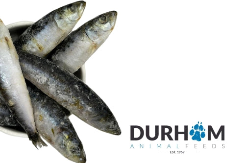 Sardines 1kg