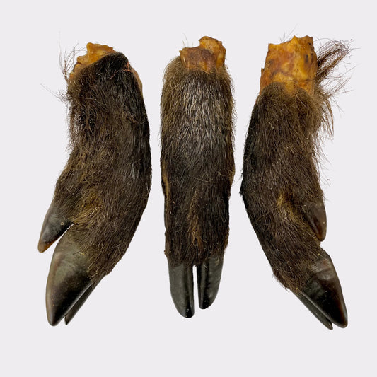 Wild Boar Legs dog treats from K9 Prime Cuts – 100% wild boar legs, grain-free and hypoallergenic, durable chew rich in protein and cartilage to support jaw strength, dental health & joint function.