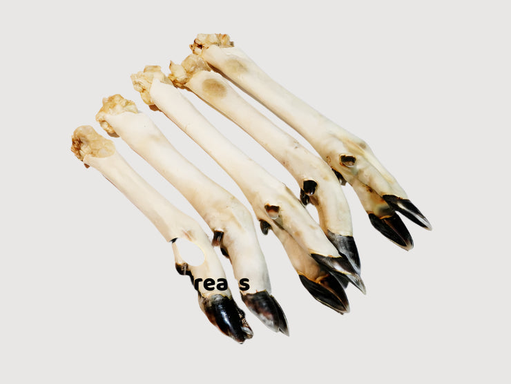 White Roe Leg Feet