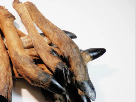 Roe Deer Legs