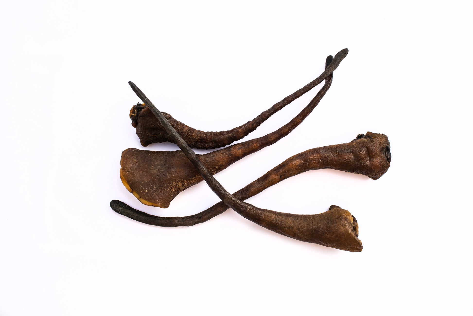 Wild boar tails dog chew showing natural boar tails rich in protein, collagen, iron, and zinc to support dental health, joints, and overall canine vitality